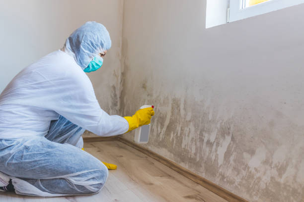 Licensed Black Mold Removal service in Long Beach, NY - WQB Mold Removal